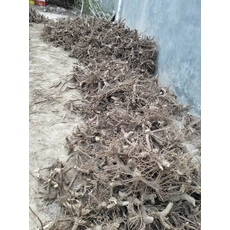 Китай CHINA HYBRID Павлония ROOT STUMP ОПТОМ производителя