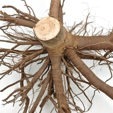 Китай Китайский гибрид paotong elongata королевский императрица дерево paulownia 9501 fortunei дерево растения корень и семена для посадки производителя