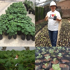 Китай China new paulownia hybrid FTE root best for cold weather with certificate производителя