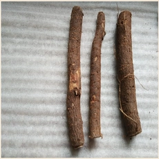 Китай Холодно сопротивление Paulownia Roots на продажу производителя