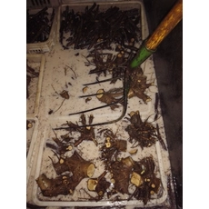 Китай Disinfected paulownia stump very fast growing for wood production производителя