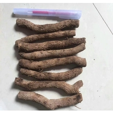 中国 エロンガタルーツの桐の根を切る メーカー