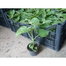 Китай Fast growth paulownia hybrid 9501 seedlings for planting производителя