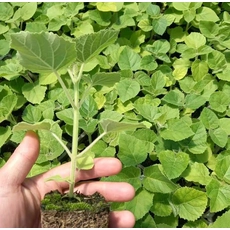 porcelana Heze fortune paulownia shantong seeds Shandong fabricante