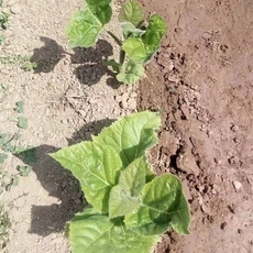 Китай Высокая скорость выживания растений Paulownia Roots Kiri Plant Tree производителя