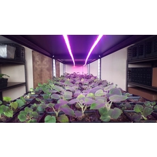 चीन Hybrid paulownia seeds 99% germination rate 9501 seeds with certificate उत्पादक