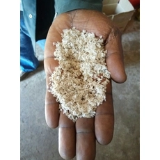 चीन मूल संकर बीज paulownia 9501 शान प्रमाणित टोंग उत्पादक