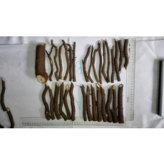 中国 プランテーション桐SHAN TONG ROOT メーカー