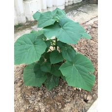 Китай Paulownia Z07 Croot Cold Resive No Diess Хорошие отзывы производителя