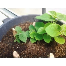 चीन Paulownia शान टोंग संकर बीज 9501 में सबसे तेजी से बढ़ रही प्रजातियों उत्पादक