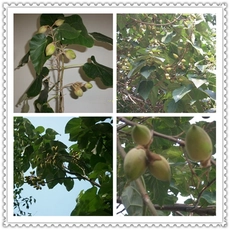 चीन Paulownia टोमेनटोसा, शान टोंग, संकर 9501, elongata, वृक्षारोपण के लिए fortunei बीज उत्पादक
