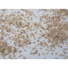 चीन तेजी से बढ़ रहा paulownia पेड़ बीज Paotong उत्पादक