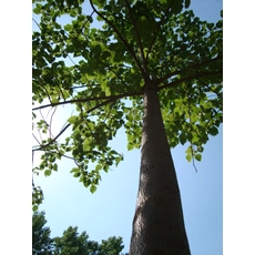 चीन शान टोंग paulownia बीज ठंड सूखा प्रतिरोधी उत्पादक