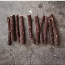 Китай Super fresh paulownia root hybrid 9501 cut from 2018 производителя