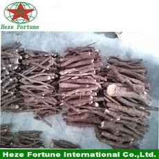 中国 The fastest growing tree in the world paulownia elongata roots cutting for breeding メーカー