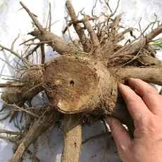 Китай Three years old paulownia roots for selling производителя