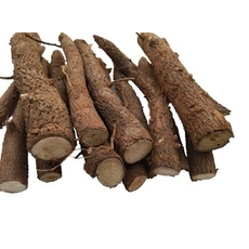 中国 Top growing rate paulownia shan tong roots cutting メーカー