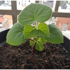中国 熱帯雨林と寒冷気候の種paulownia 9501ハイブリッド根 メーカー