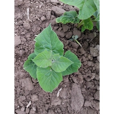 Китай Very easy survive paulownia root cut stump from Heze Fortune производителя
