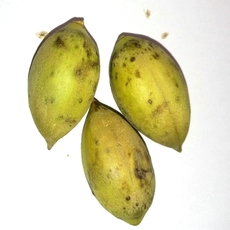 चीन तेजी से बढ़ते ठंड प्रतिरोधी संकर paotong fortunei और tomentosa संकर शाही महारानी पेड़ paulownia पौधों के बीज उत्पादक
