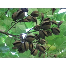 中国 paulownia elongata.paulownia shantong、ハイブリッド9501根 メーカー
