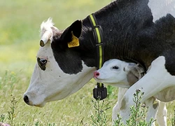 Κίνα Εφαρμογή της τεχνολογίας RFID στη διαχείριση των ζώων της κτηνοτροφίας κατασκευαστής