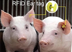 Cina Conoscete la funzione dei marchi auricolari animali RFID produttore