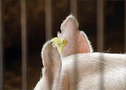 China RFID Pig Ear Tag For Pig Breeding manufacturer