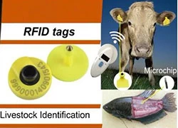 China Uso de etiquetas auriculares RFID para implementar a prevenção e o controle da febre suína africana fabricante