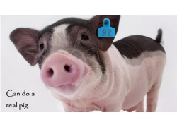 porcelana Aplicación de la tecnología RFID en la gestión animal de la cría de animales. fabricante