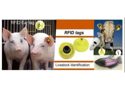 الصين استخدام علامات الأذن RFID لتنفيذ الوقاية من حمى الخنازير الأفريقية ومكافحتها الصانع