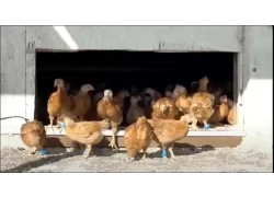 porcelana UHF RFID rastrea los hábitos de comportamiento de los pollos de gama libre fabricante