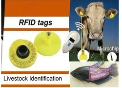 China Using RFID Ear Tags To lmplement Prevention And Contol Of Arican Swine Fever manufacturer