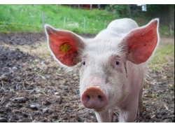China RFID traceability is highly adaptable to food traceability scene manufacturer