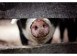 China RFID improves the digital management level of animal husbandry and brings more protection to people& manufacturer