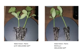 WELLDONE biologisch abbaubares superabsorbierendes Polymer Wasserretention für Pflanzen