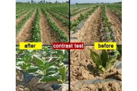 Application of potassium polyacrylate in modern agriculture