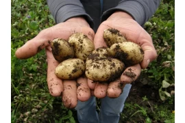 Chinesisches Agrarhydrogel (SAP): Unterstützung bei der Modernisierung der südostasiatischen Landwirtschaft