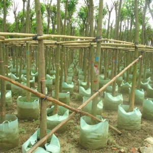 不織布プランター ポテトの成長する木を植える庭のフェルトはバッグを育てます 不織布プランターポットサプライヤー