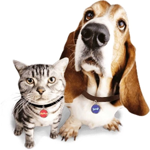 批发可编程 NFC 狗牌，带有唯一的 QR 码和不同的 ID 号，用于宠物识别