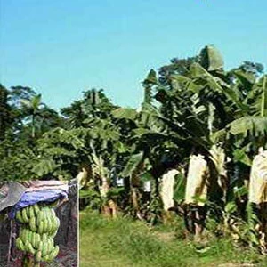 Fabbrica della copertura di protezione della banana, copertura di protezione della banana di Non inquinamento, produttore della copertura della banana in Cina
