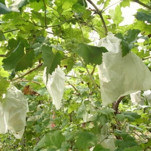 不織布ぶどう袋詰めサプライヤー 不織布農業果物保護袋 ブドウ保護袋