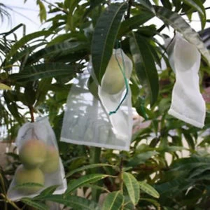 水果种植袋公司，促销和保护水果种植袋，水果保护袋供应商在中国