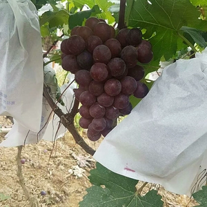 Non Woven Grape Bagging Factory Grape Cover Bag Non Woven Fruit Protection Disposable Fruit Bags