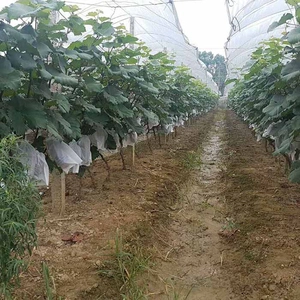 无纺布葡萄套袋批发商环保葡萄防鸟虫透气袋