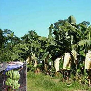 Bananen-Schutz-Abdeckungs-Fabrik, nicht-Verschmutzung Bananen-Schutz-Abdeckung, Bananen-Abdeckungs-Hersteller in China