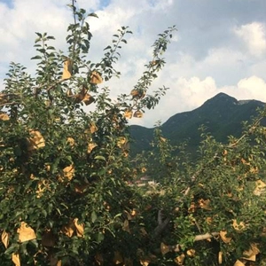 Mango Bags Company, tela no tejida de los PP para los bolsos del mango, vendedor de la cubierta del mango en China