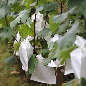 Protection Grape Bag Factory, Polypropylene Non Woven Spunbond Protection Grape Bag, Nonwoven Grape Bag Supplier In China