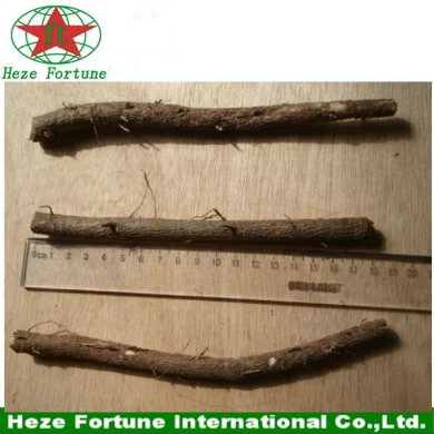 PAULOWNIA ROOTS WITH CERTIFICATES