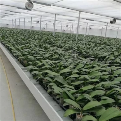 New Premium Growing Tray 4x8 Flood Trays Ebb and Flow System Rolling Bench Grow Tables